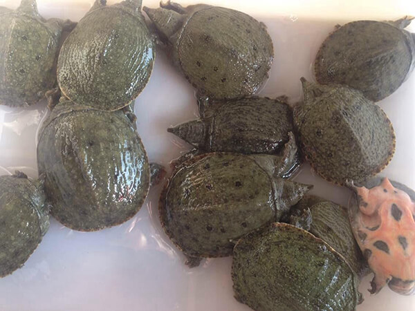 甲魚(yú)配送
